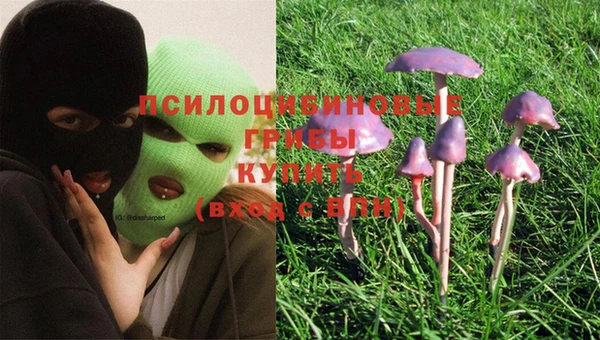 крисы Абаза